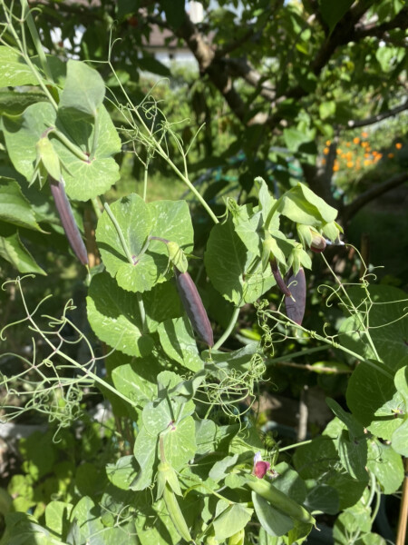 The Vegetable Patch
