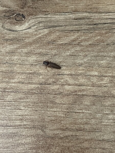 To ask you to help me categorically ID this bug
