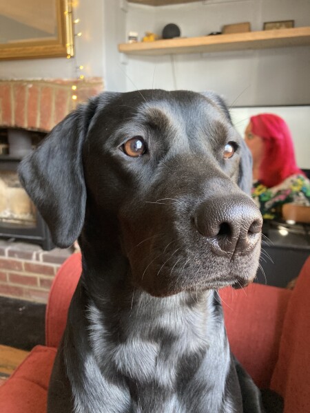 Can we share dog pictures?