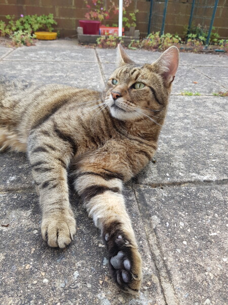 Thug cat part 4.  After all, it's not my Axminster.