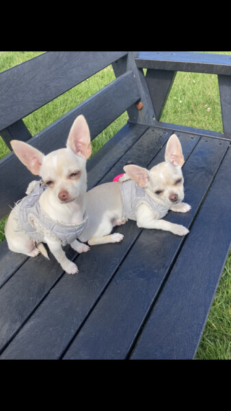 To think chihuahuas are the best dog?