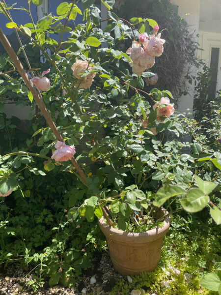 Potted rose not thriving 