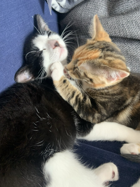 Introducing a new kitten 