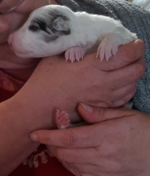 Invited to view pups just before 3 weeks old 