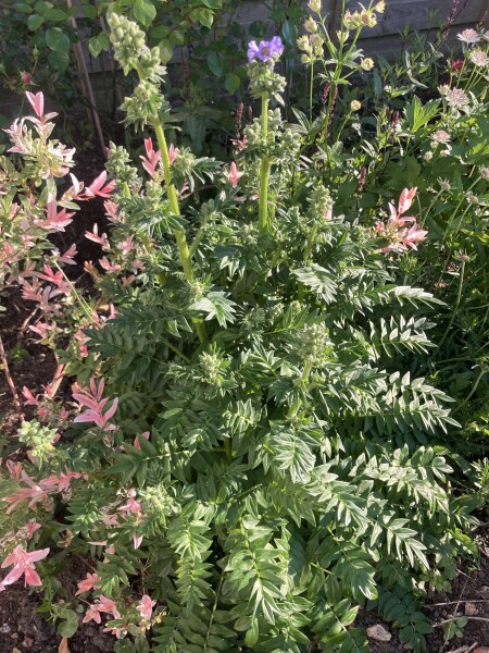 Is this a weed?