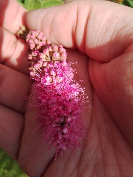 Does anyone know what this plant is?
