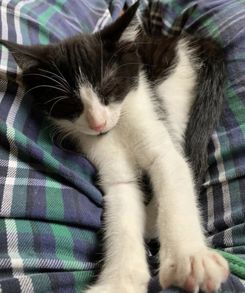 Where did you get your cat?