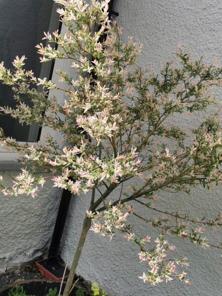 Two plant ID questions