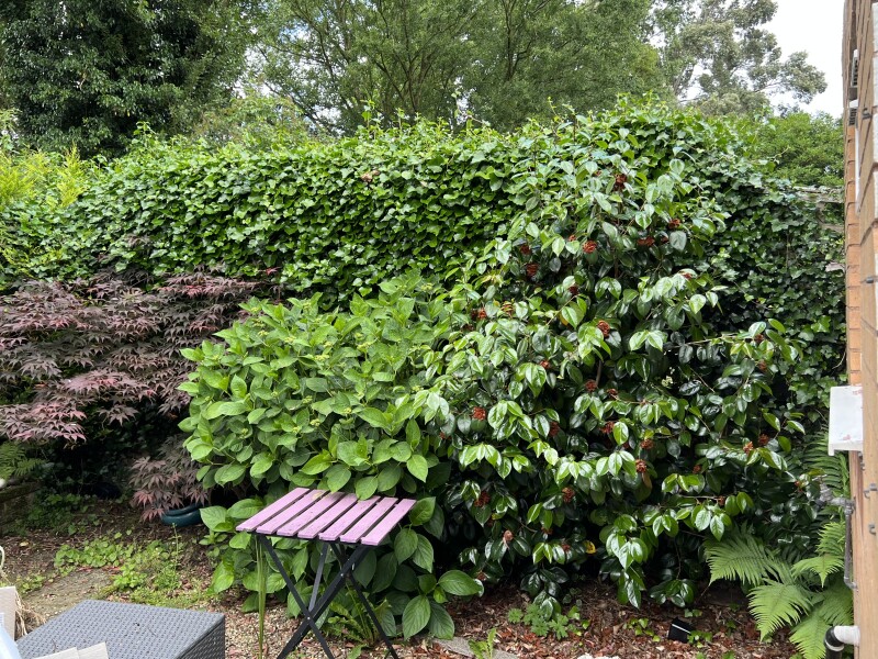 Removing trees/plants from established garden