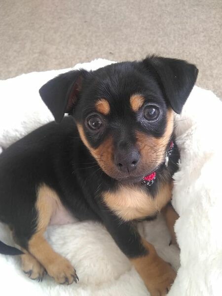 To think chihuahuas are the best dog?
