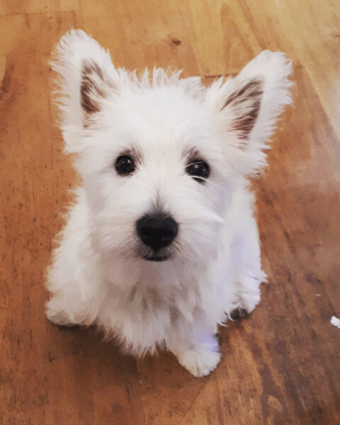 Can we share dog pictures?