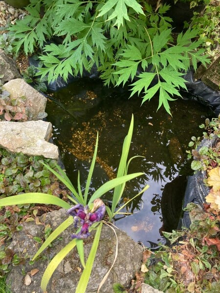 How to Safely Kill Mosquito Larvae 