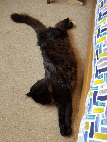 How is your cat in this heat?