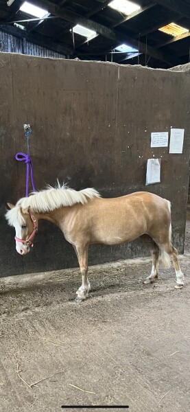 Pony weight limit
