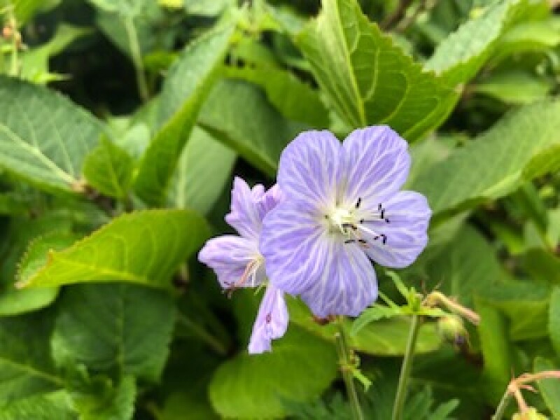 Help please! What's this pale blue geranium?