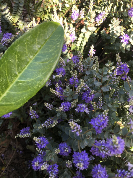 What is this plant?