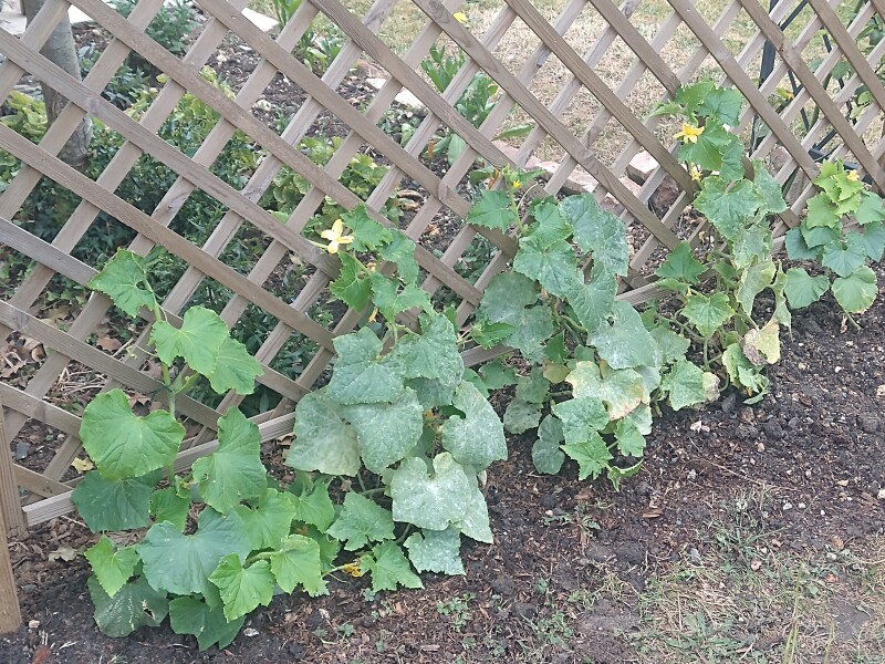 The Vegetable Patch