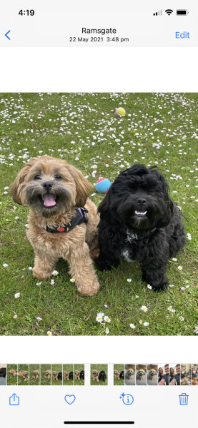 Can we share dog pictures?