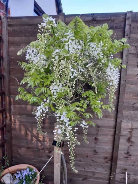 Wisteria ideas