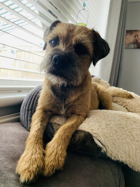 Can we share dog pictures?