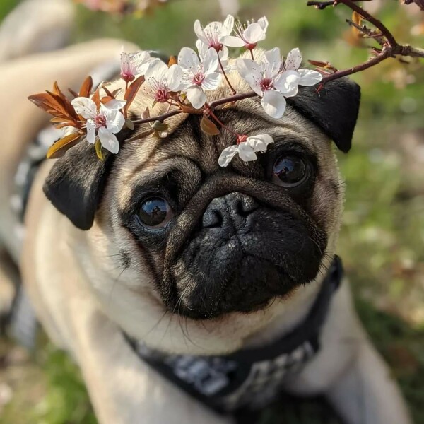 Can we share dog pictures?
