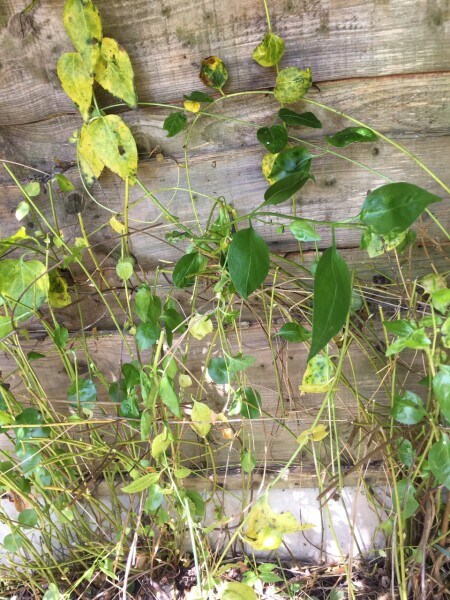 Getting rid of honeysuckle