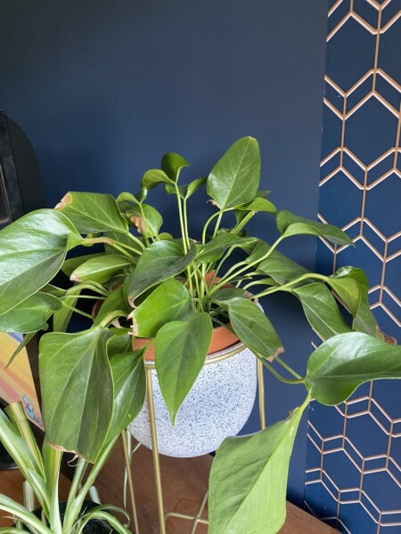 Plant identification (pic)
