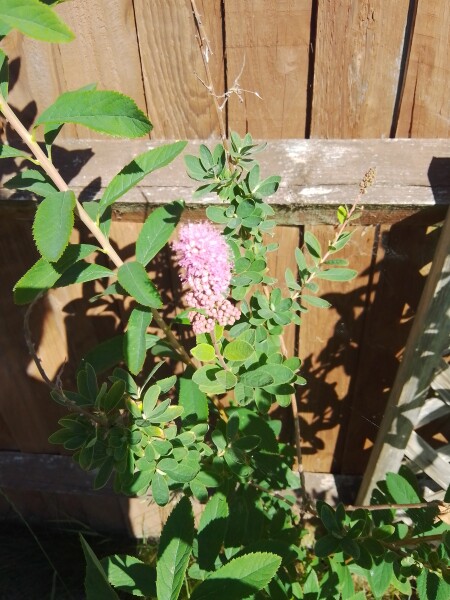 Does anyone know what this plant is?