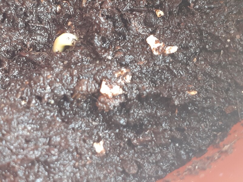 Help! Do i have a mutant sunflower?