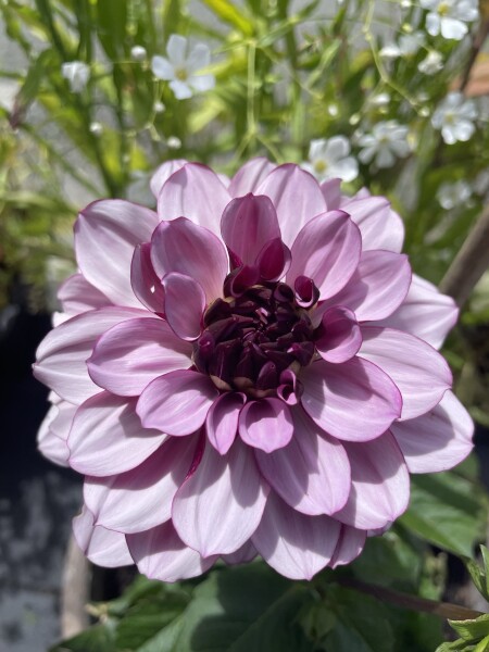 Who’s growing Dahlias this year