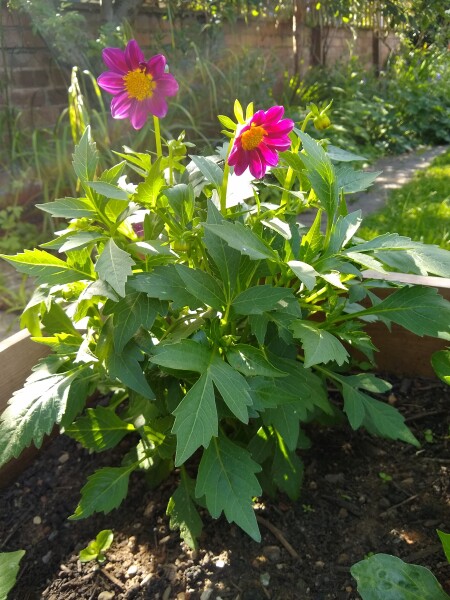 Who’s growing Dahlias this year