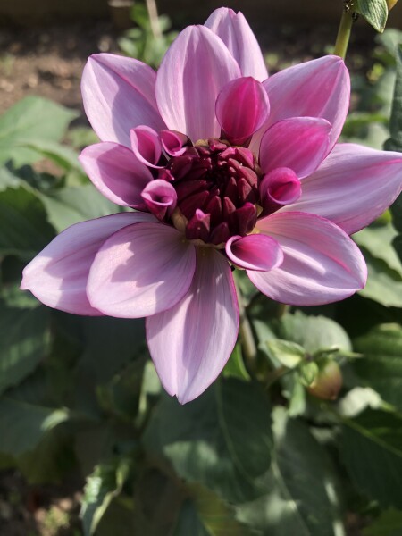 Who’s growing Dahlias this year