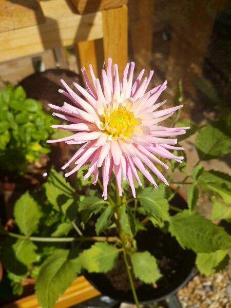 Who’s growing Dahlias this year