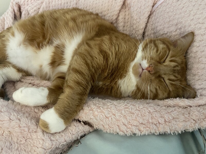 Cat ownership - honestly how difficult is it?