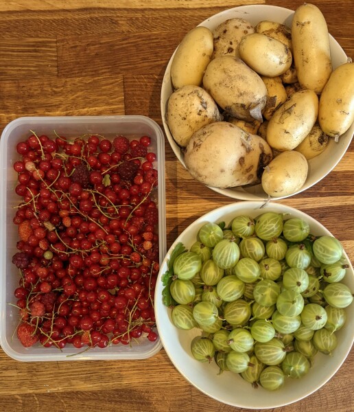 The Vegetable Patch