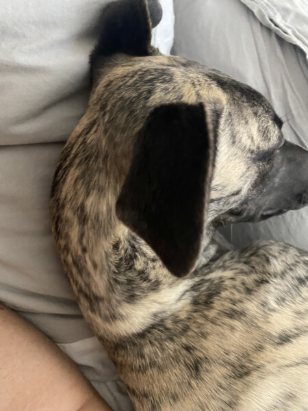 8 month old whippet making me depressed