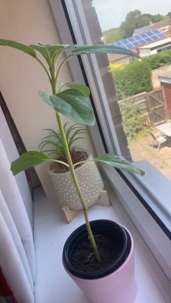 Plant id