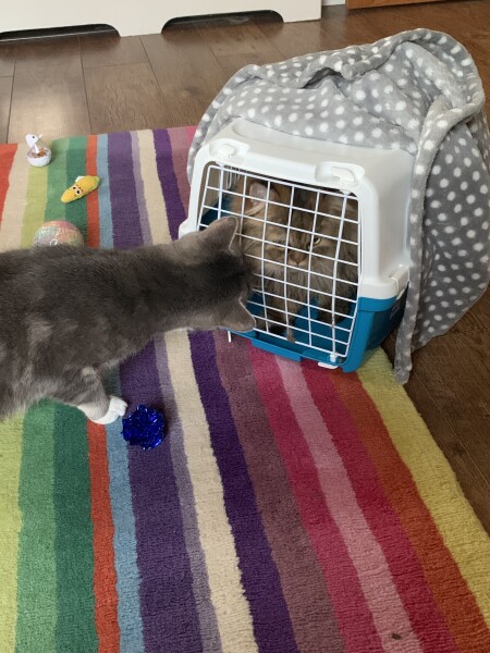 Getting a new rescue Persian with current rescue boy. 