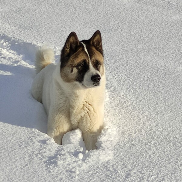 Can we share dog pictures?