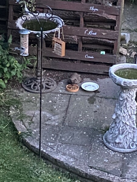 To ask you to please help hedgehogs and other wildlife prepare for winter