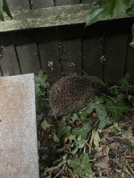 To ask you to please help hedgehogs and other wildlife prepare for winter