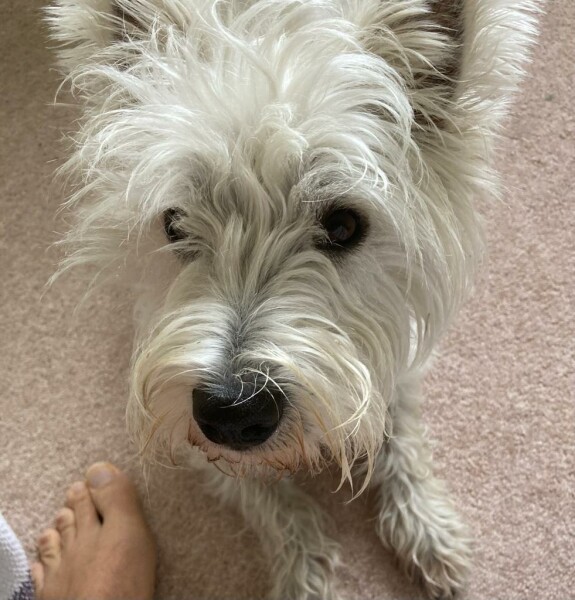 Can we share dog pictures?