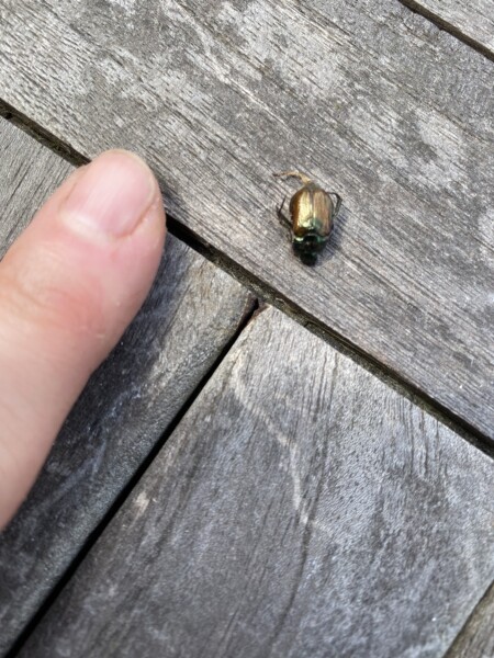Can anyone identify this bug please?