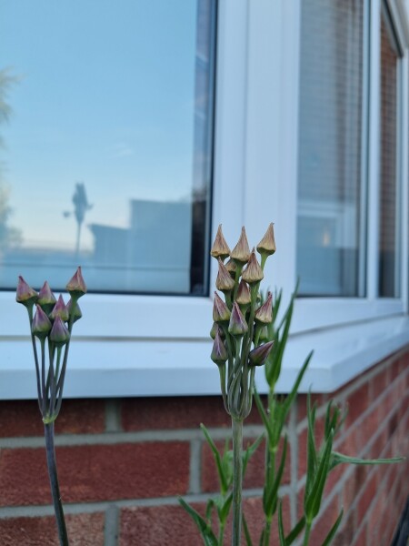 Weird plant...can you identify it?