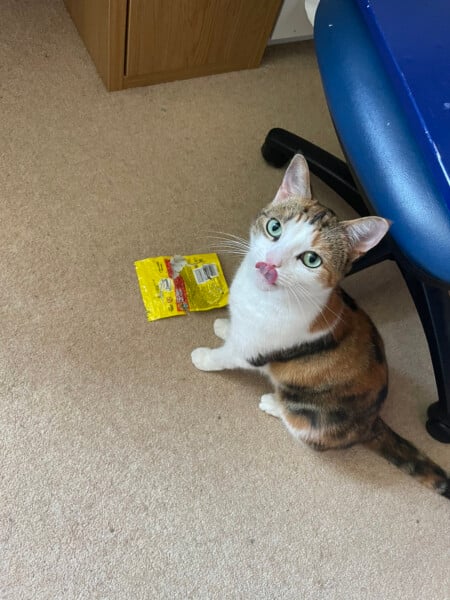 What naughty thing has your cat done today?