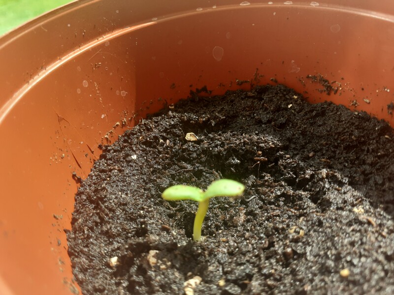 Help! Do i have a mutant sunflower?