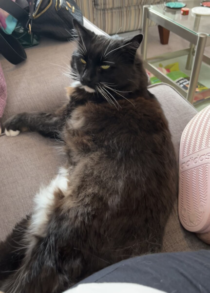 Cat ownership - honestly how difficult is it?