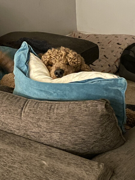 Mini or standard poodle for first family pet?