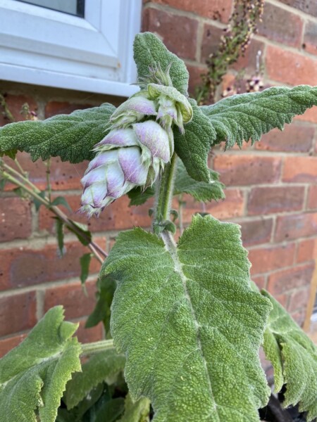 Plant id?