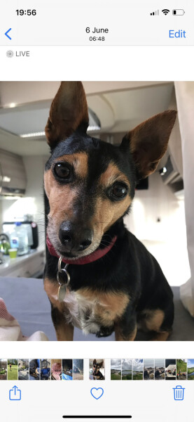 Can we share dog pictures?